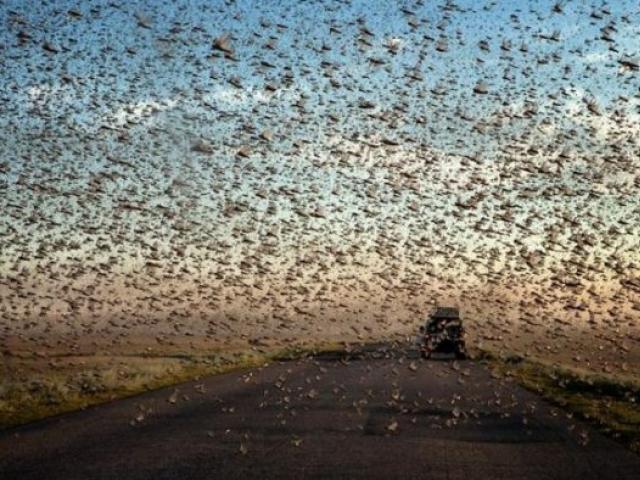 Тадж-Махалу угрожает нашествие насекомых