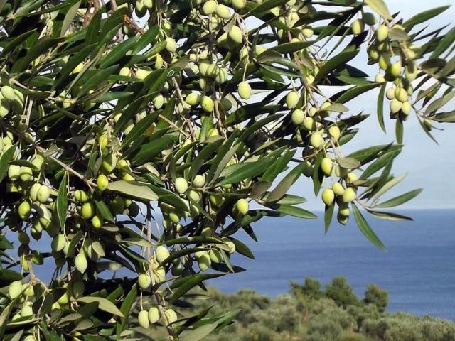 В Costa Navarino начался сезон сбора оливок