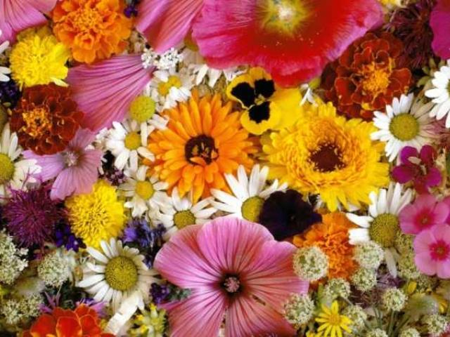 Чиангмай анонсировал грандиозный Фестиваль цветов