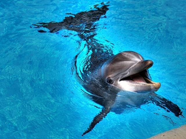 В Канкуне откроют самый большой в Мексике дельфинарий