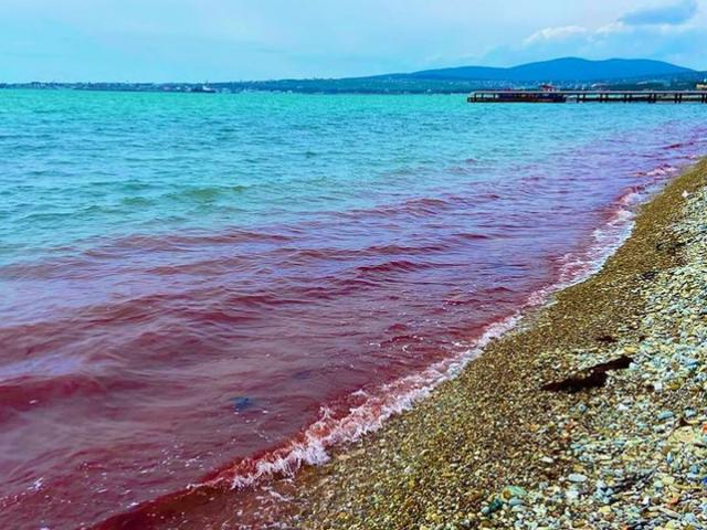 Море в Геленджике стало красного цвета из-за водорослей
