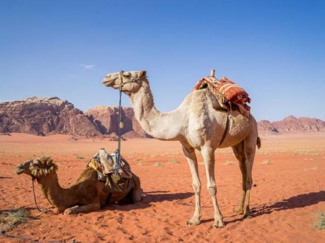 В Саудовской Аравии начал работу первый в мире отель для верблюдов